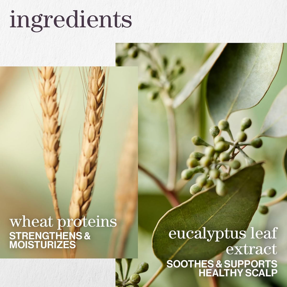 Pureology Hydrate Sheer Shampoo